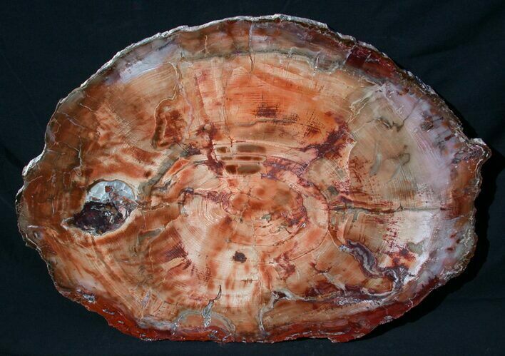 Beautiful, Red Petrified Wood Tabletop - x #58357
